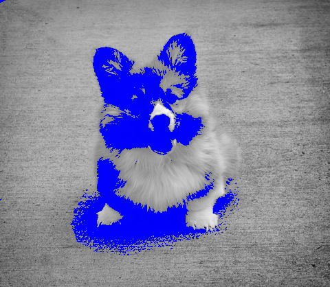 corgi blue overlay